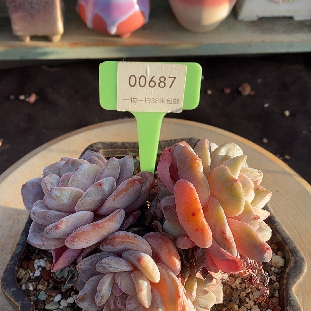 00687安静如卡恩小卢咯