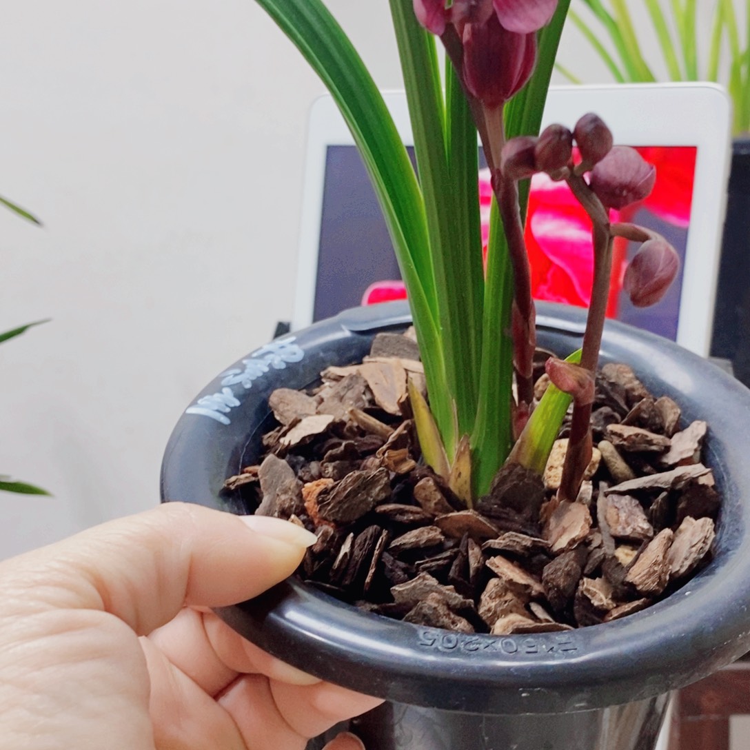 随***飘当前无花栽培后可以开花