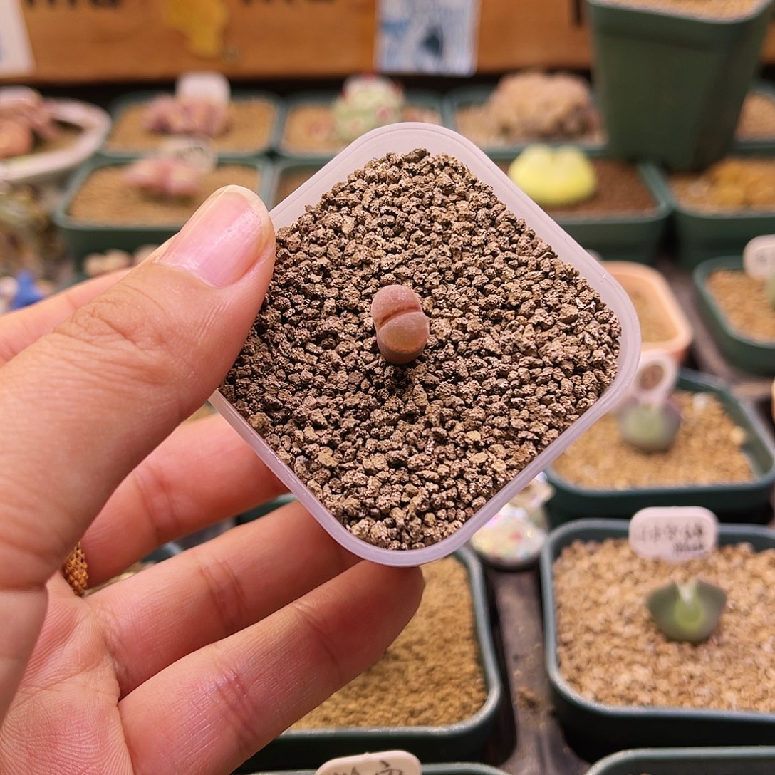 三年C10控养包品种包白花可带盆土发货