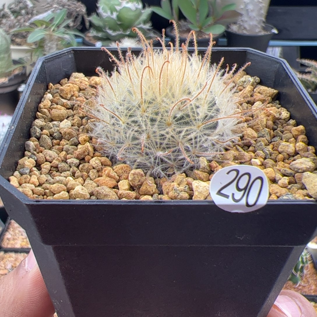 阳炎丸实生一物一拍290