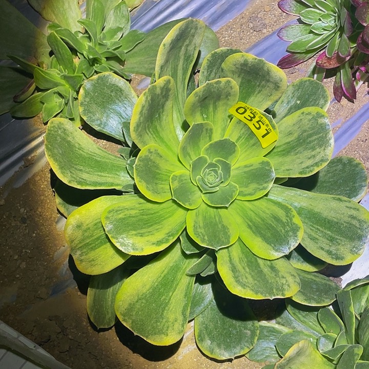 0351玉龙雪山多肉植物