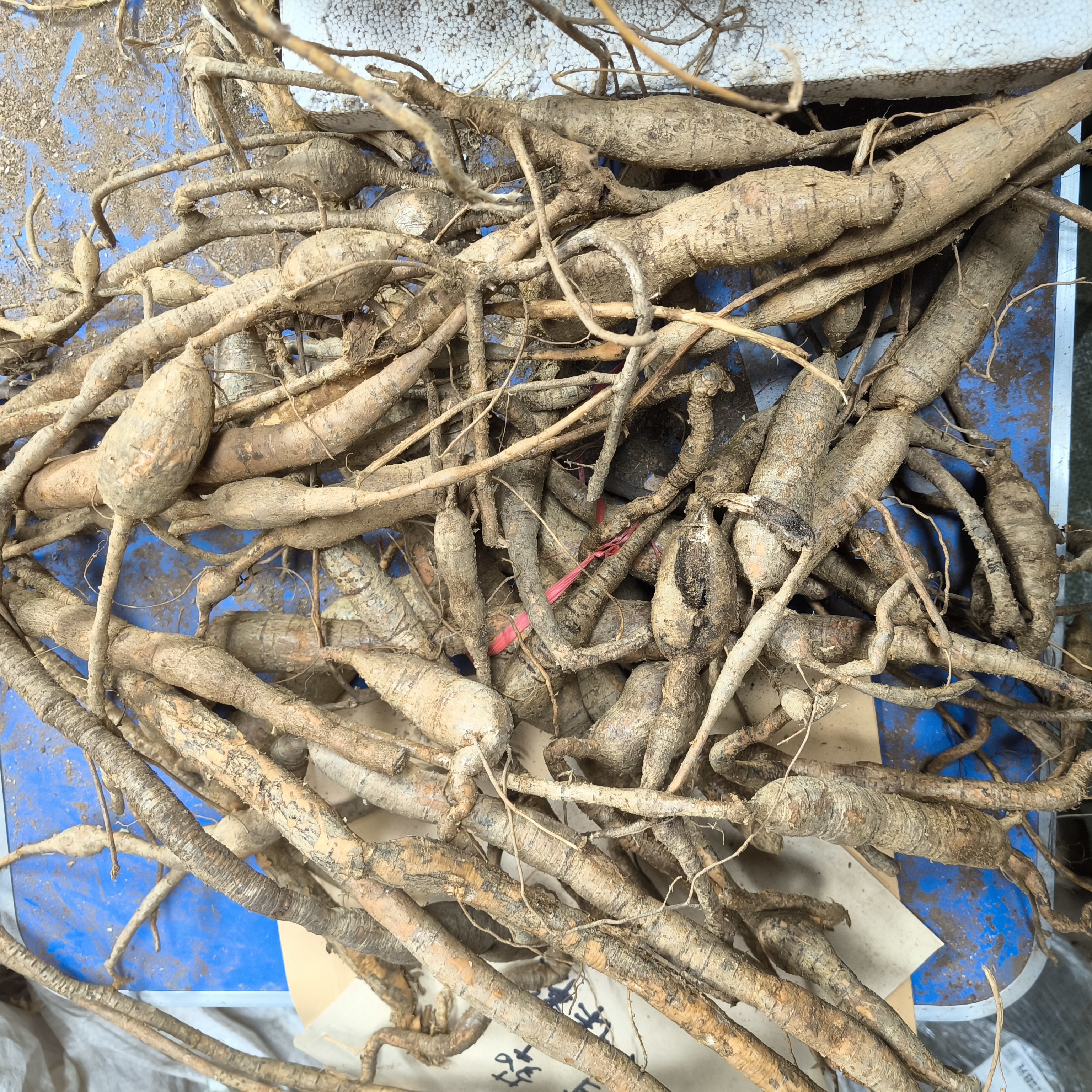 深山野生新鲜牛薯牛蛋