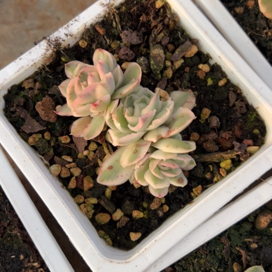 紫蝴蝶锦 夏鸣园艺