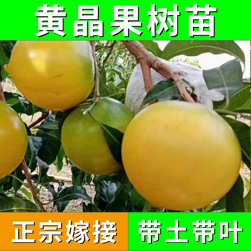 热果链果树苗圃精选黄晶果绿植热带水果品种果苗源头直发