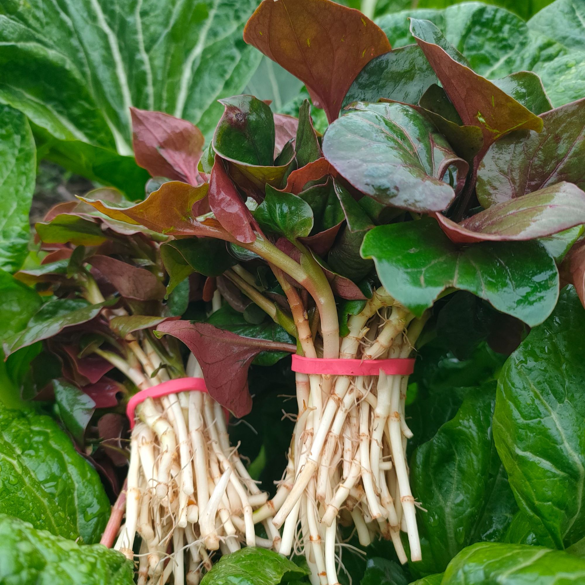 【现挖现发】四川纯天然野生折耳根香味浓郁新鲜脆嫩鱼腥草农家凉拌