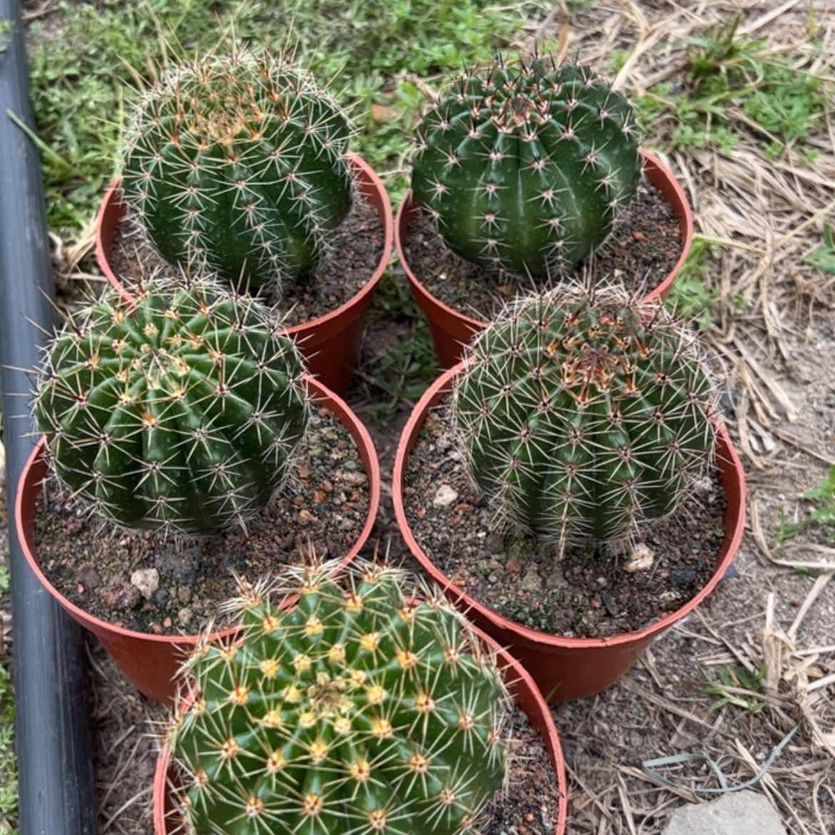 【闪购商品】实生球随机发货一个