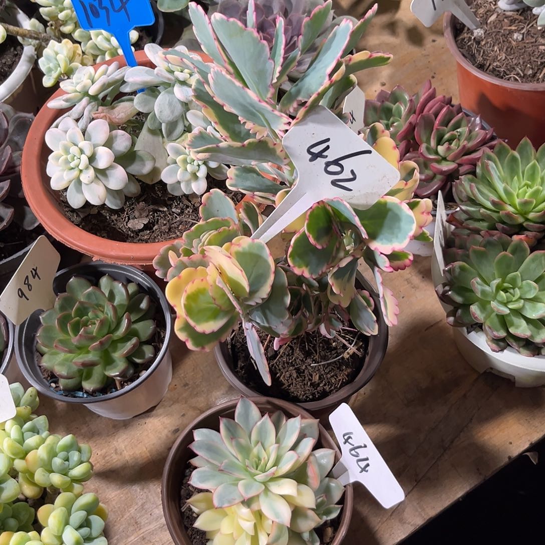 麒***麟0000000000000000462