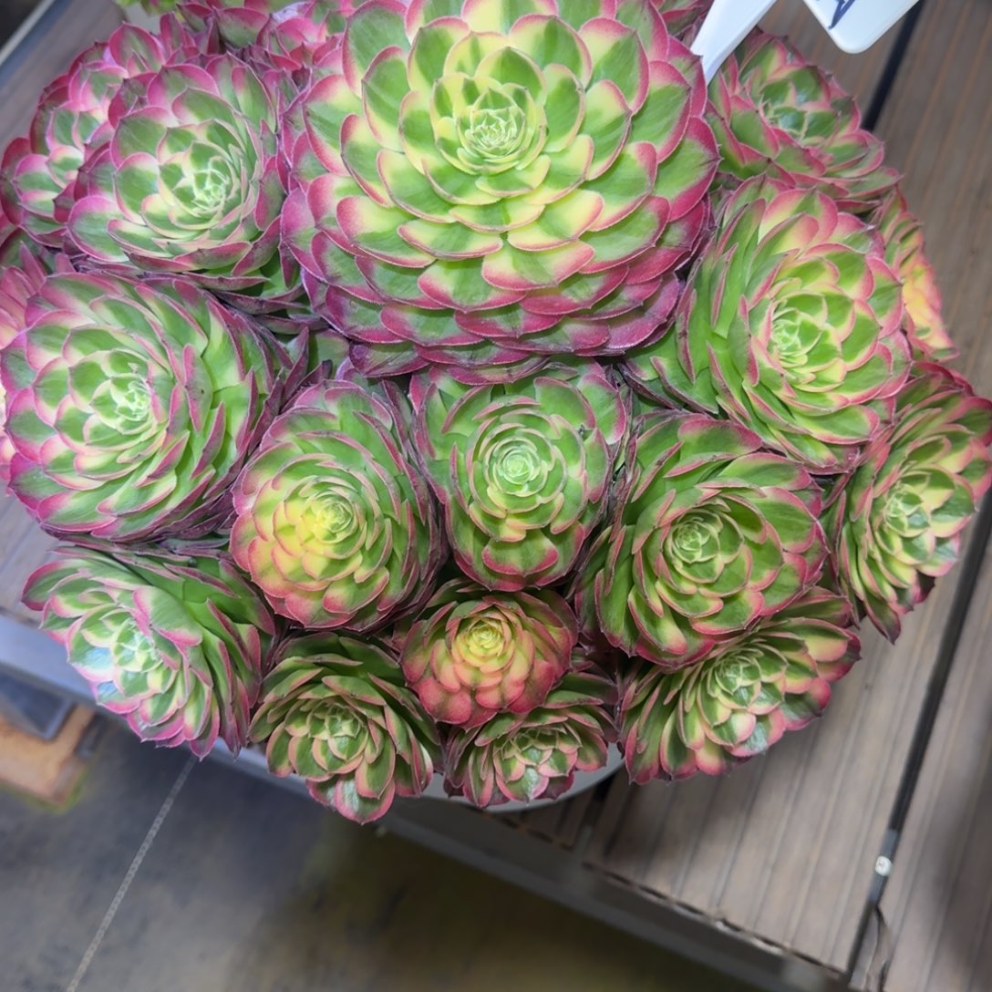 花****hxhddhdbdbdbbddbdb