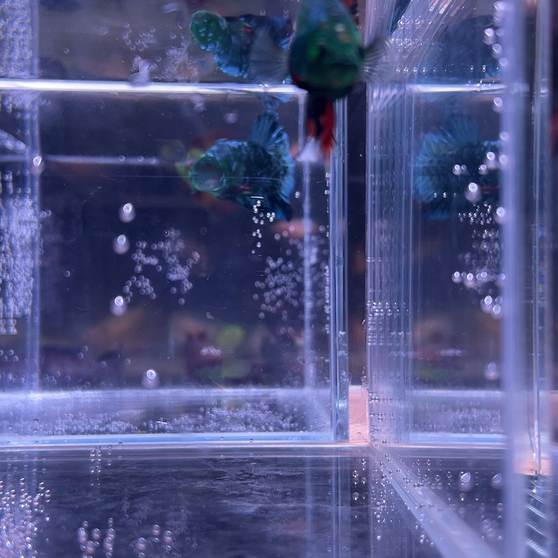 斗鱼可博泰斗092107