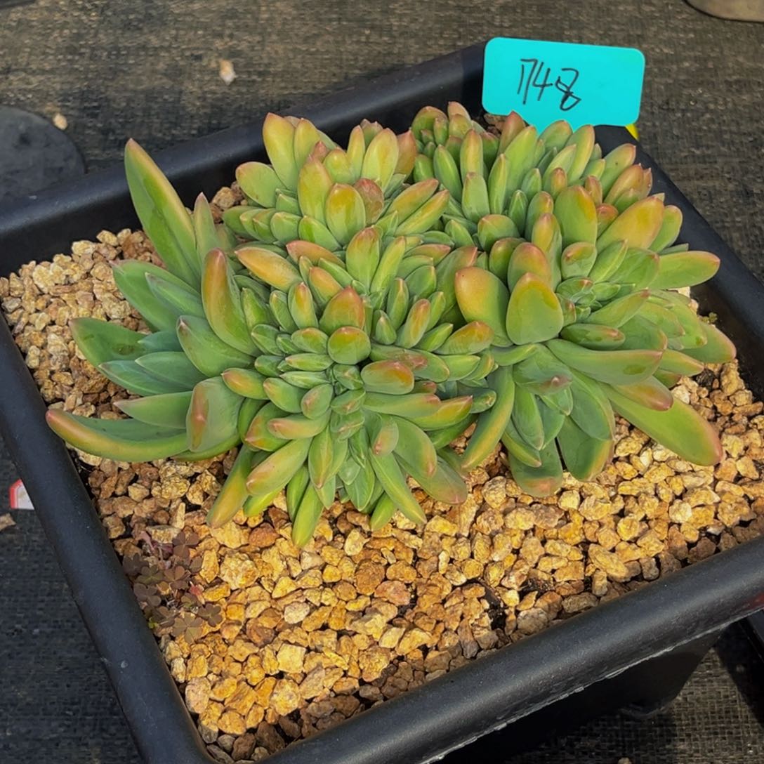 1748号上午多肉植物群生多肉