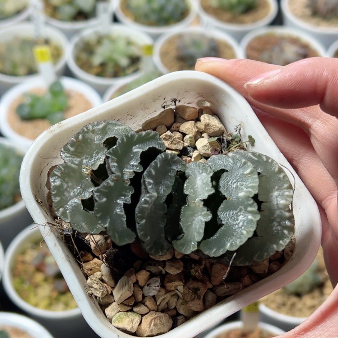 德田猛犸玉扇玉露多肉