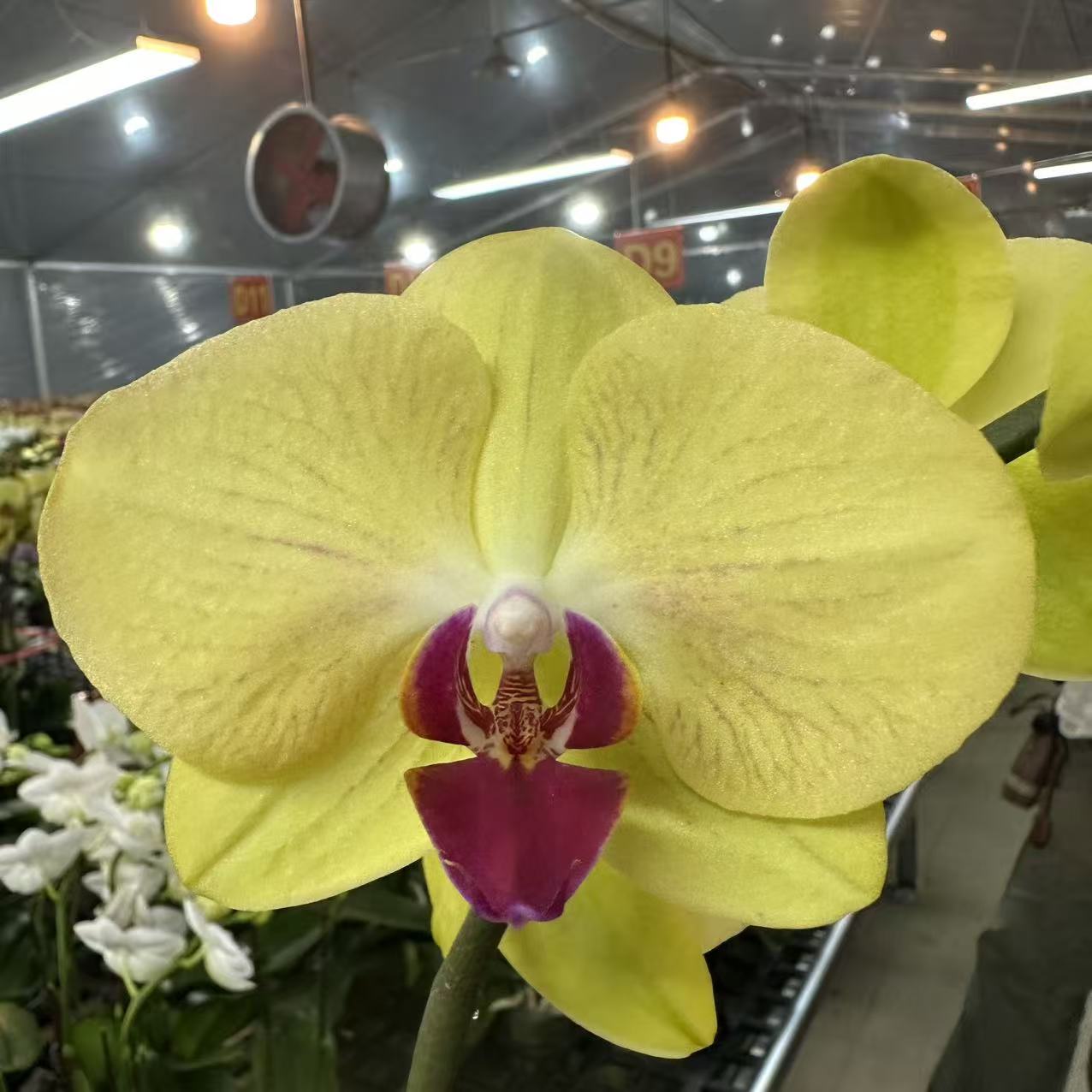 蝴蝶兰【大黄花】梦幻浪漫室内高端花卉绿植