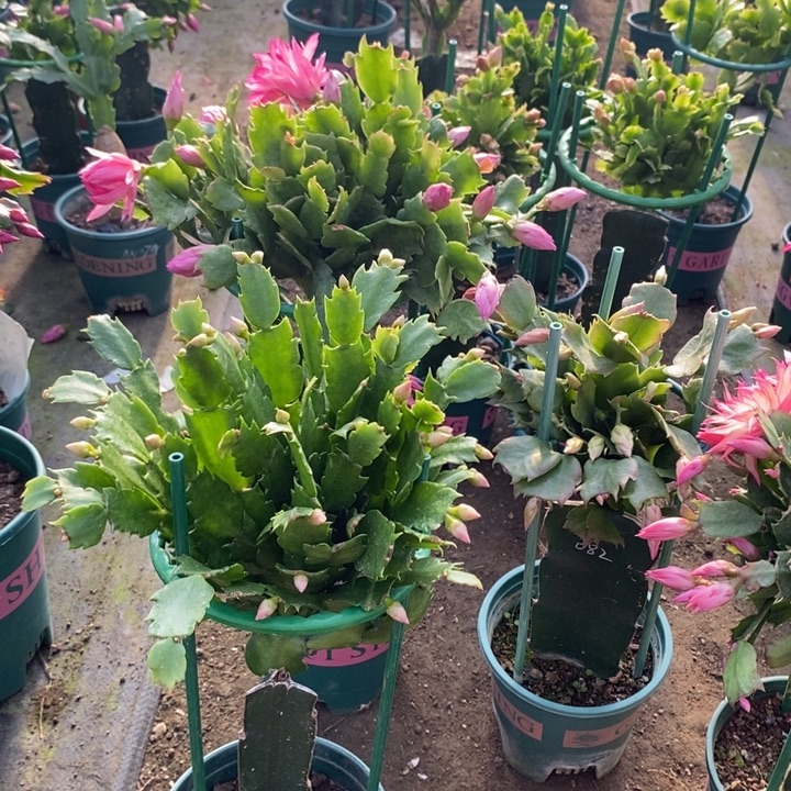 小***莉完全开放047火烈鸟之星