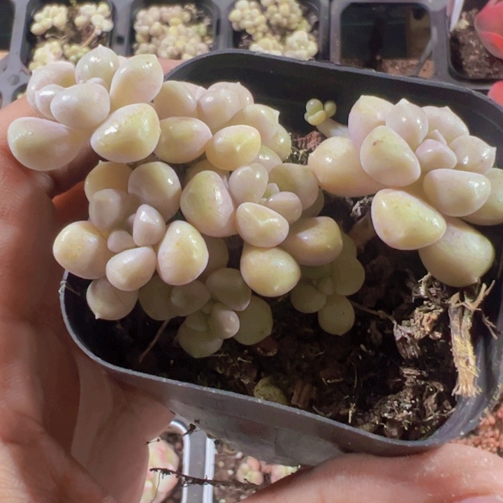 丸叶姬秋丽精品多肉植物