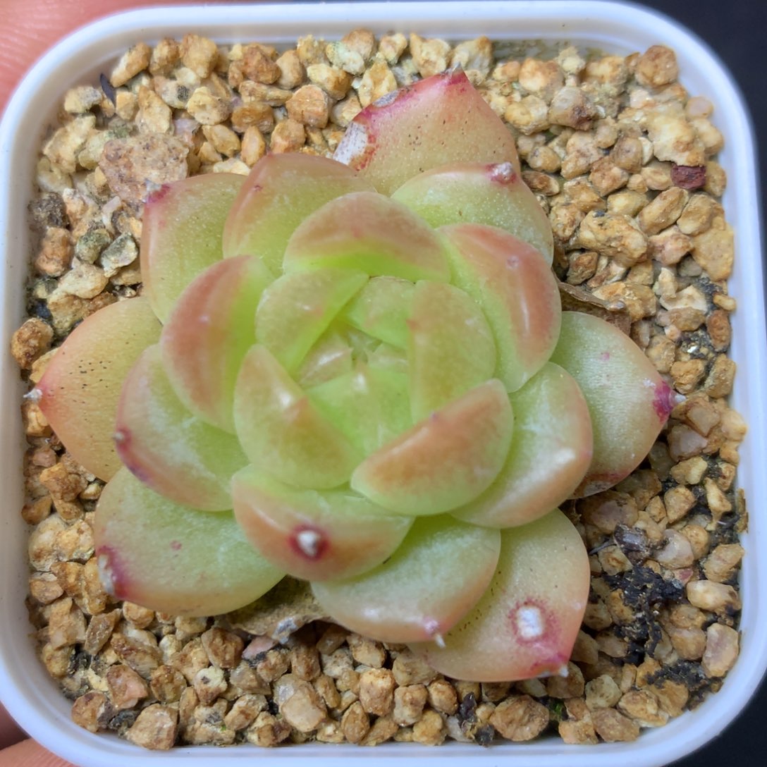 4 精品多肉一物一拍