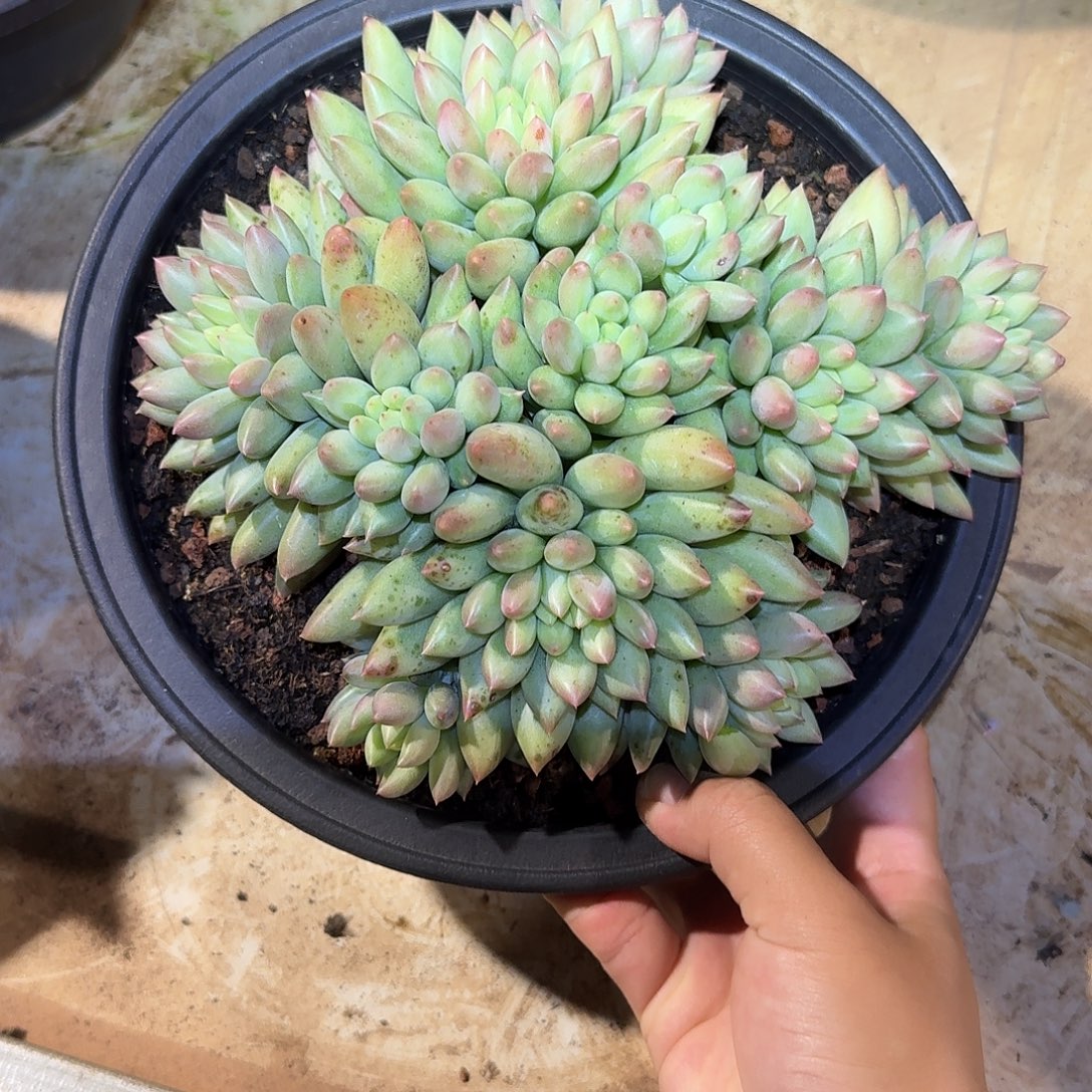 岩渍整无砍老桩群生