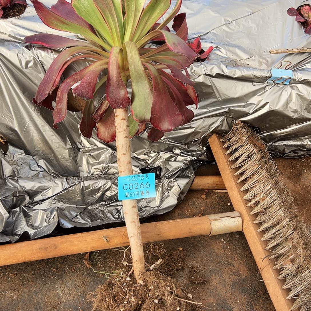欧***鬼266紫焰、多肉植物