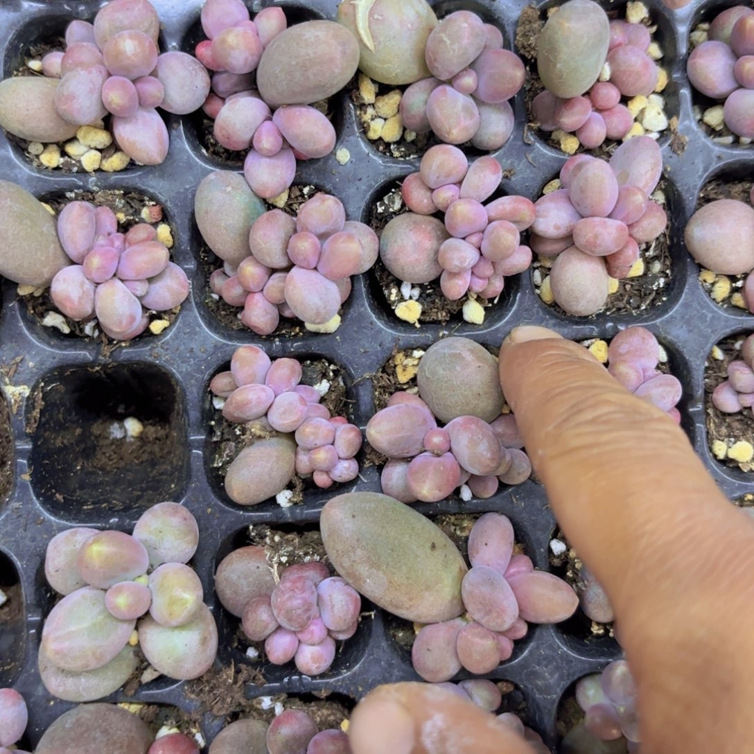 糖果美人群一颗量拍