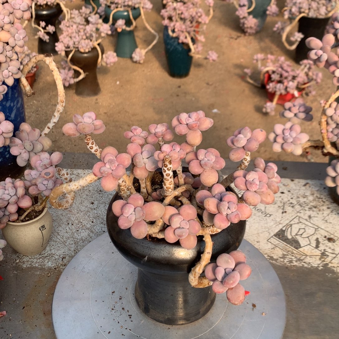 桃蛋老桩有瑕疵福利7号