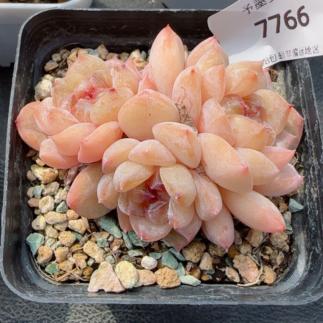 话梅糖，7766多肉植物