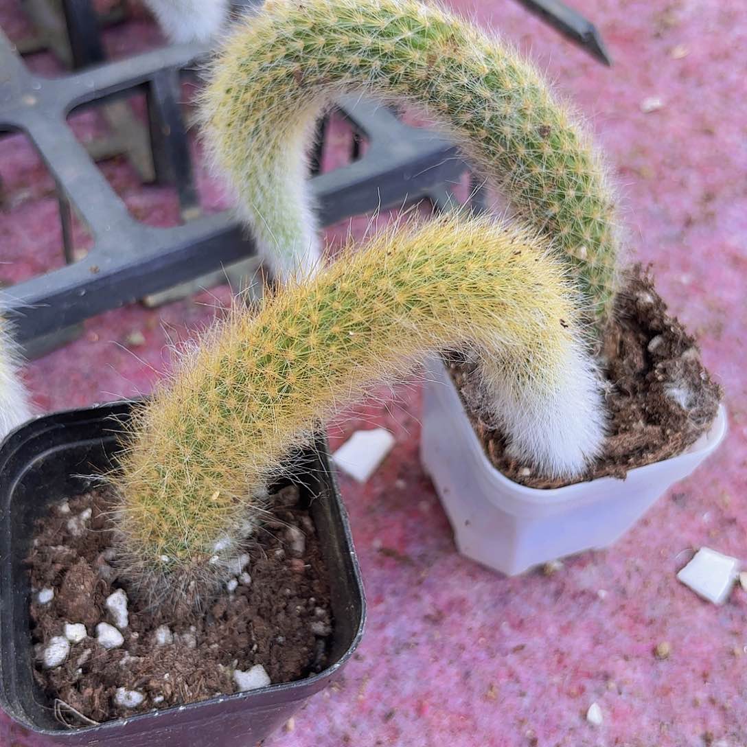 晚*呀精品九尾狐多肉植物