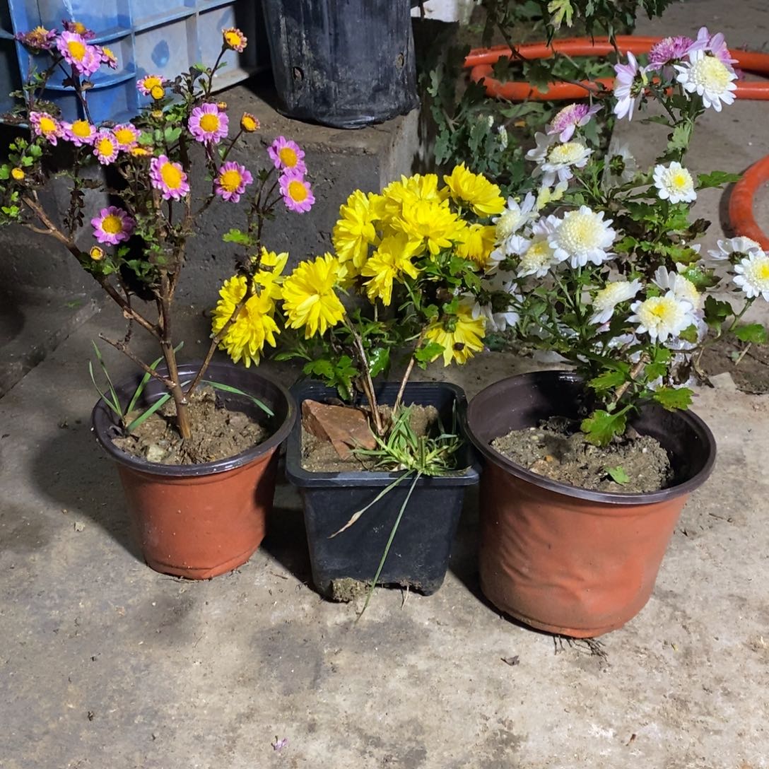 幸***人完全开放盆景菊花菊花