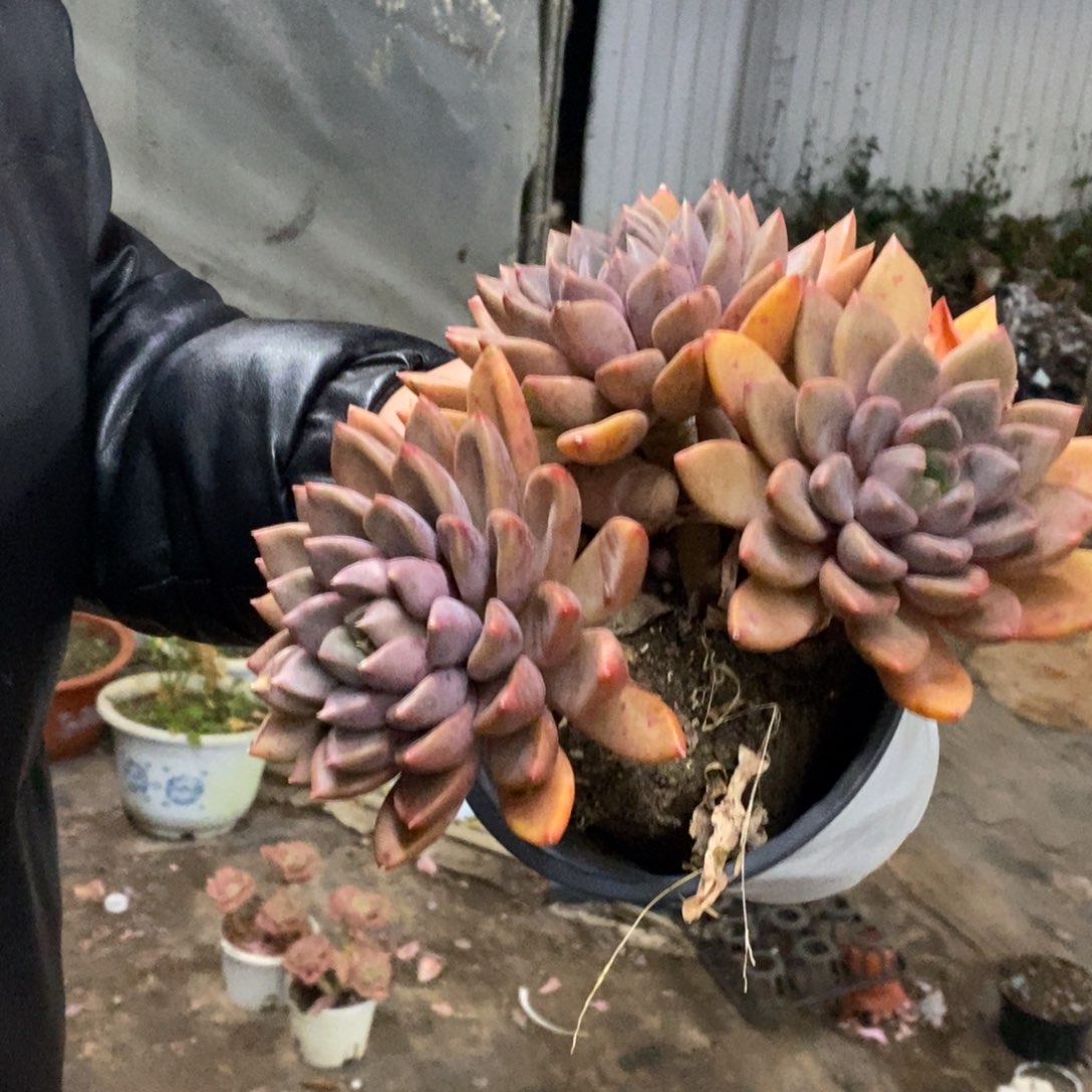 红象牙三大头起发，160杯