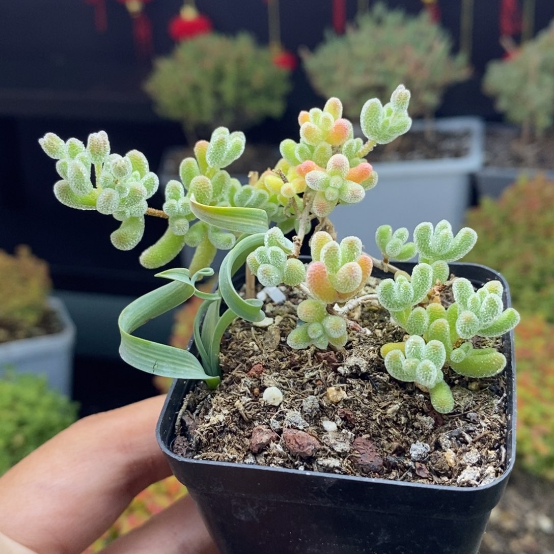 d3号冰晶枝干多肉