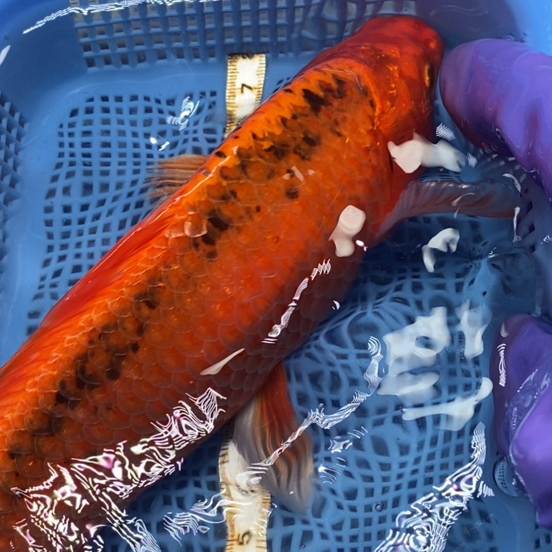 锦鲤冷水錦鯉包郵