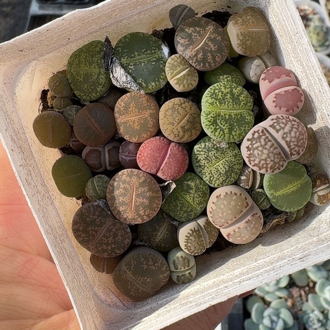 如图生石花播种苗一盒