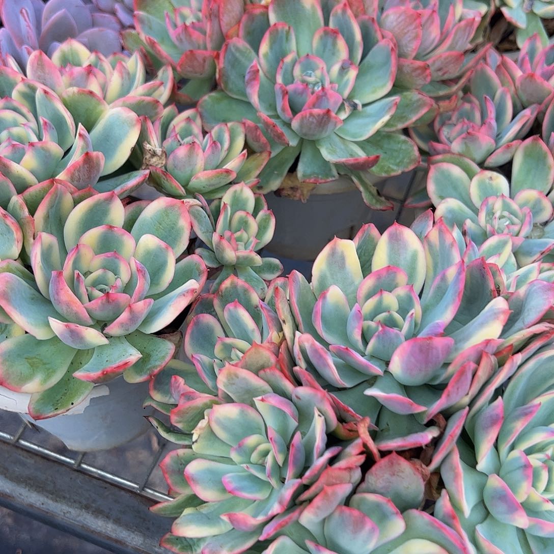 绮罗仙子锦多头群生老桩