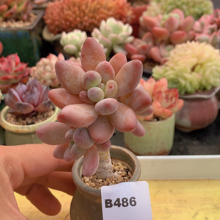 一物一拍满38包邮B486