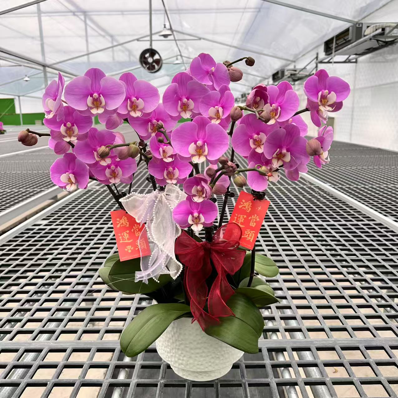 【安娜】精品蝴蝶兰 粉色花型 室内精品观赏 真花