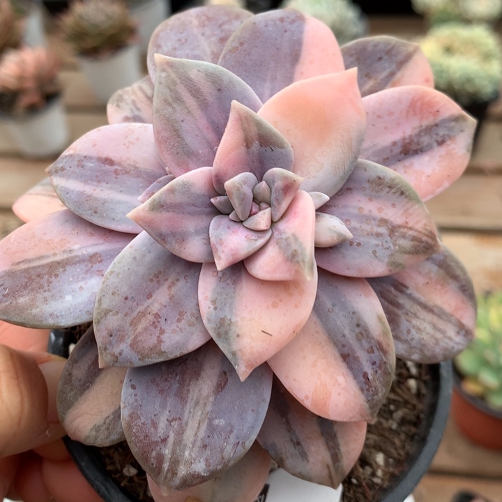 用***0无花朵专拍链接多肉植物