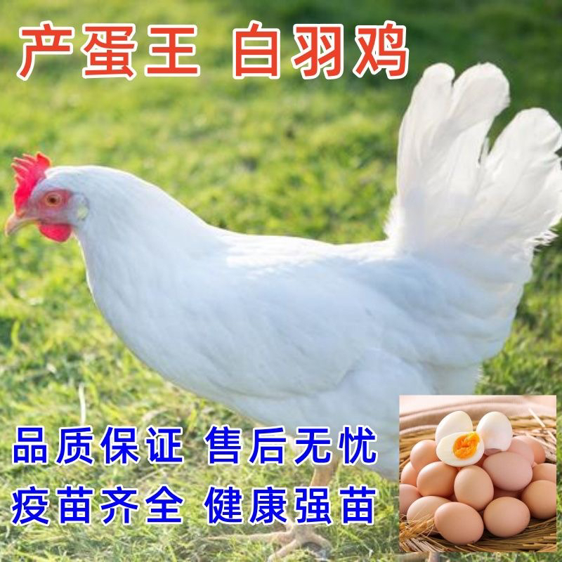 母鸡海蓝白产蛋王（两只6斤左右）