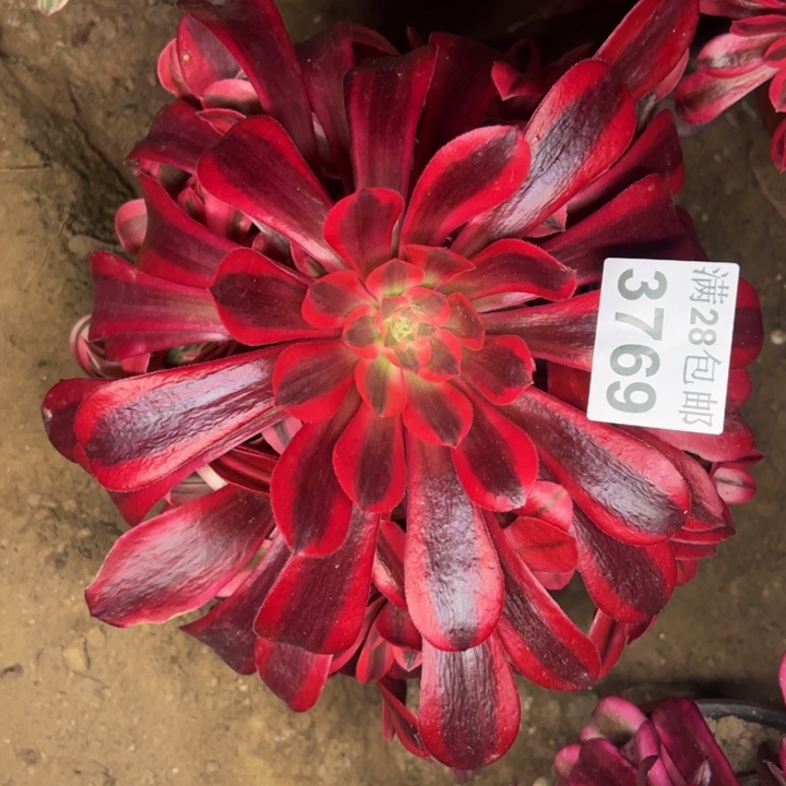 3769美杜莎多肉植物