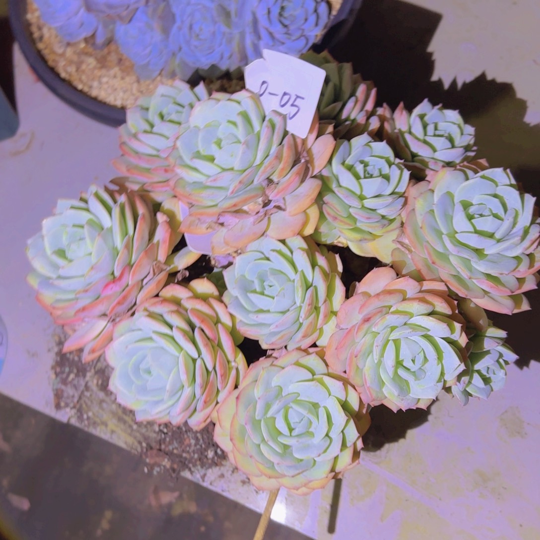 0-05领取多肉植物