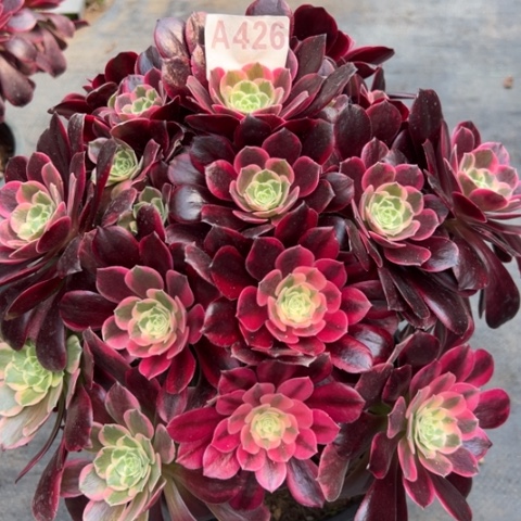 426金丝雀30厘米左右有断枝