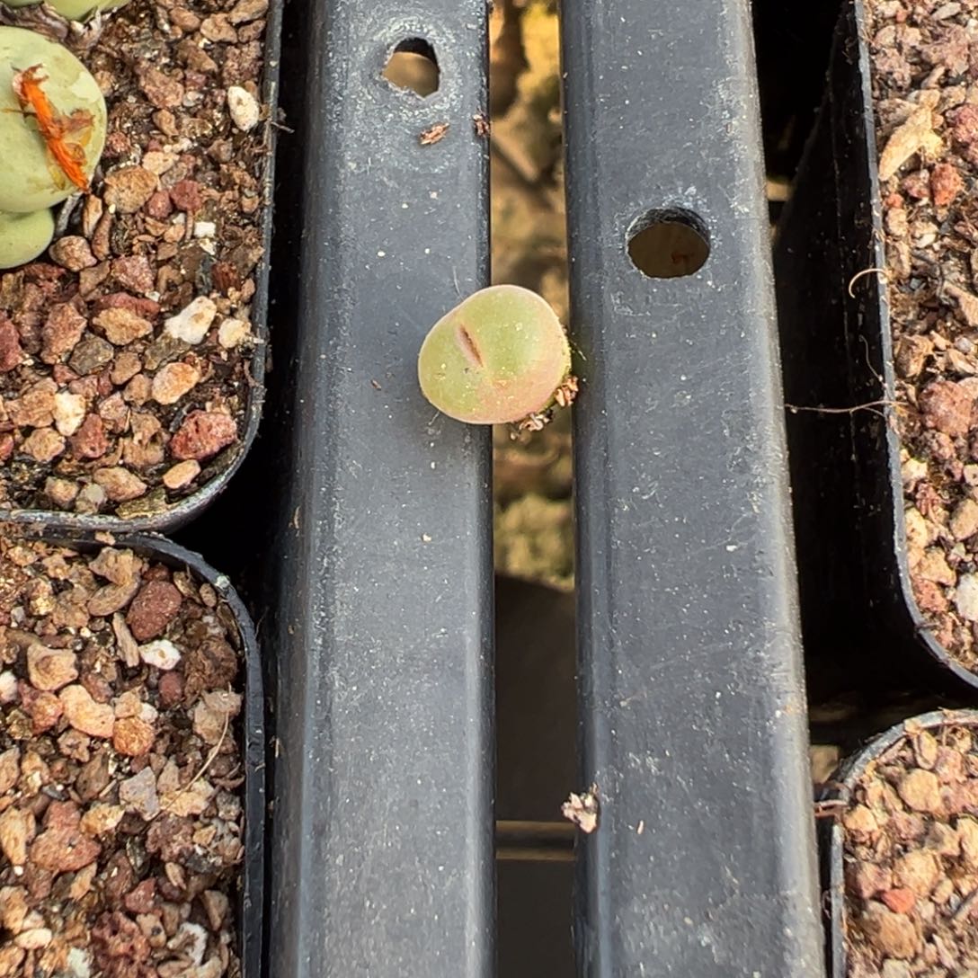 3-43量拍粉红女郎风铃一颗