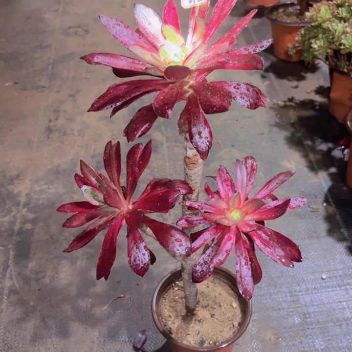 一物一拍火凤法师612