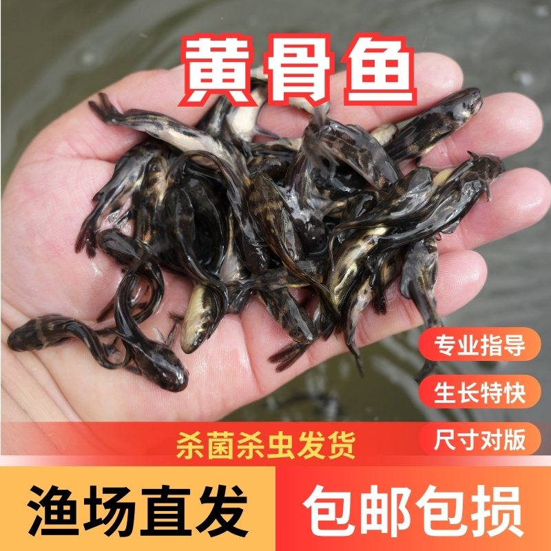 【活体】贵州黄骨鱼黄辣丁黄颡鱼（2-7厘米）观赏鱼淡水鱼冷水鱼