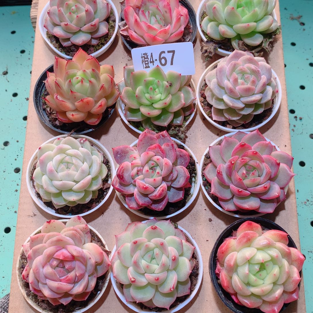 4-67一物一拍多肉带盆18颗