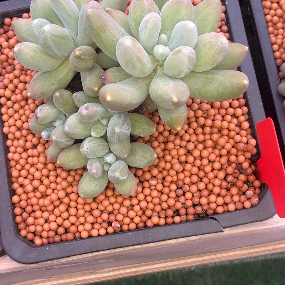 小***伴小姐姐的多肉植物群生多肉