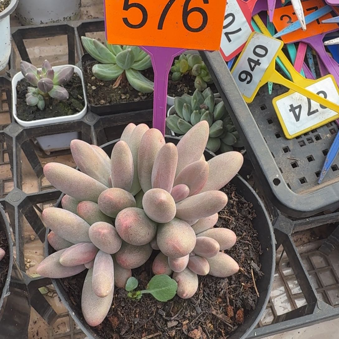 多肉植物多头糖果576