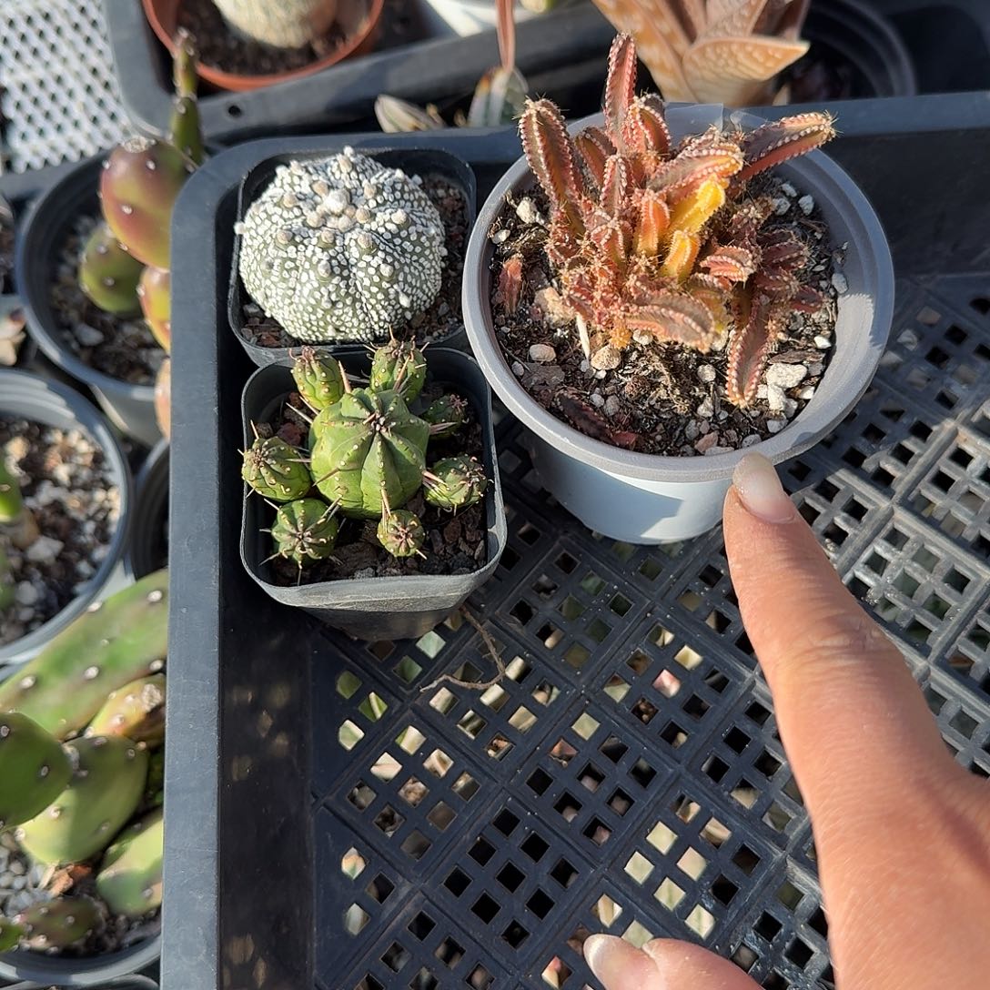 三颗仙人球多肉植物