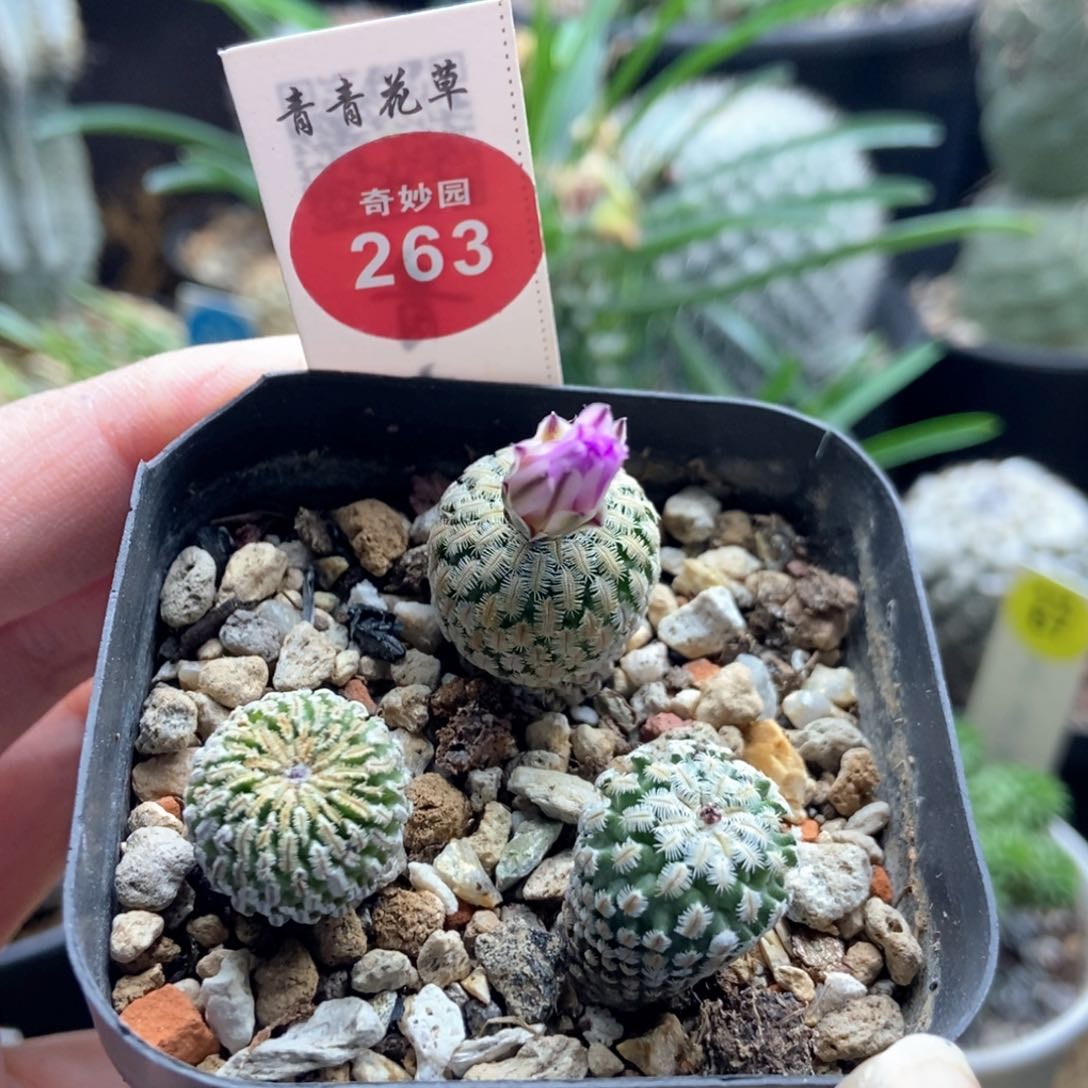 实生德系精巧殿一棵加精巧殿