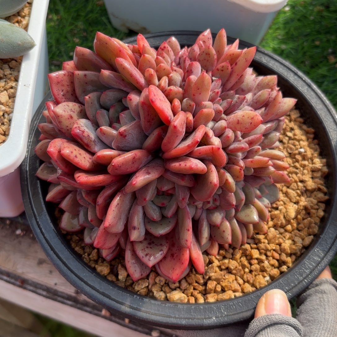 林依晨多肉8888888888888