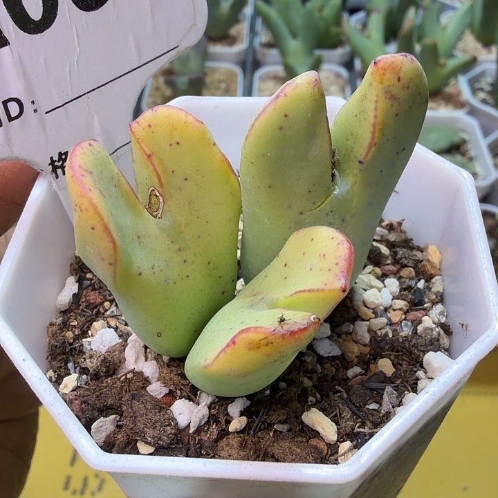 064。满38包邮肉锥