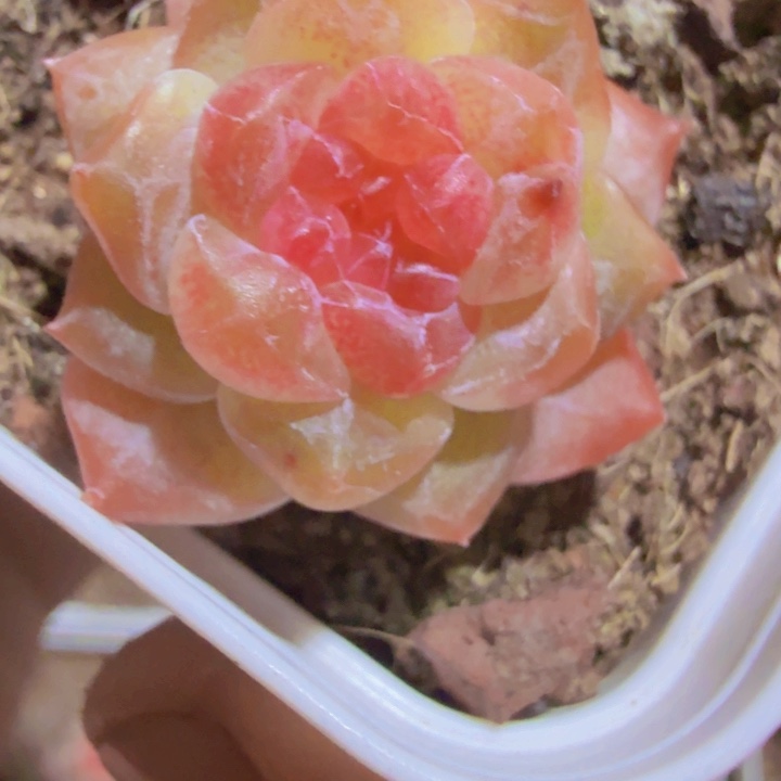 梅花珍妮两盆一组