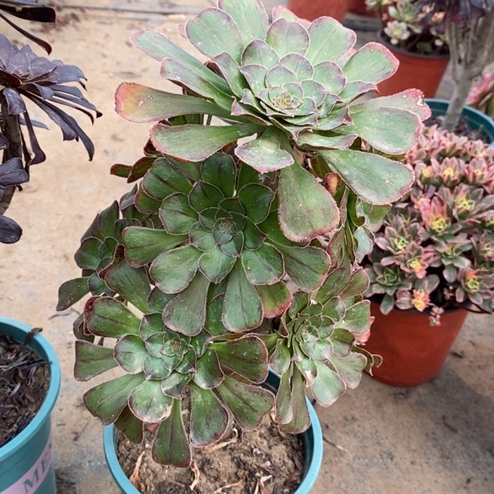 拉丝锦多肉植物99 